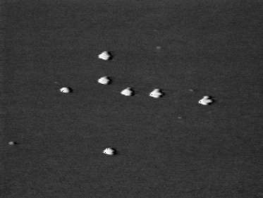 Photo of luminous birds